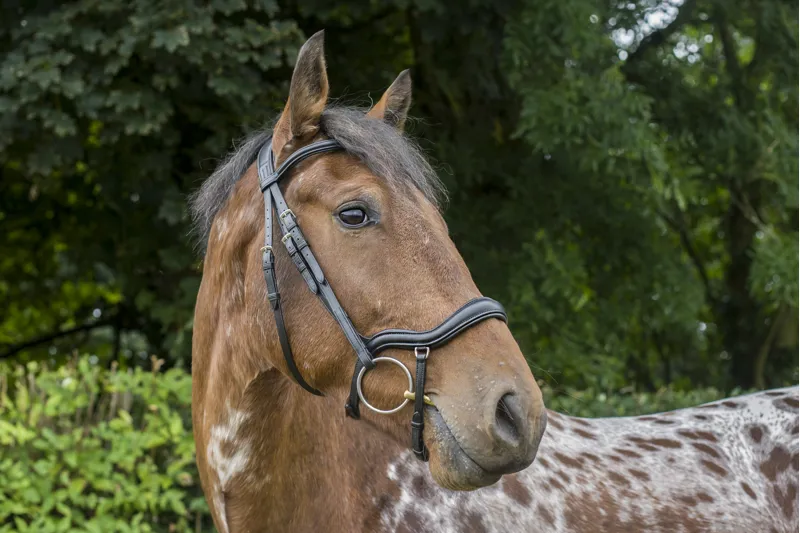 EcoRider EcoSoft Finesse Bridle Brown-6